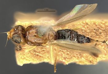 Media type: image;   Entomology 13340 Aspect: habitus dorsal view